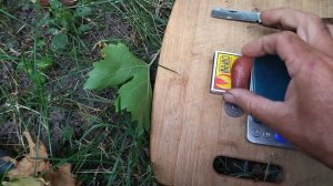 ГФ селекции Шакира селекции Калугина В. М с красивой ягодой и гроздью.