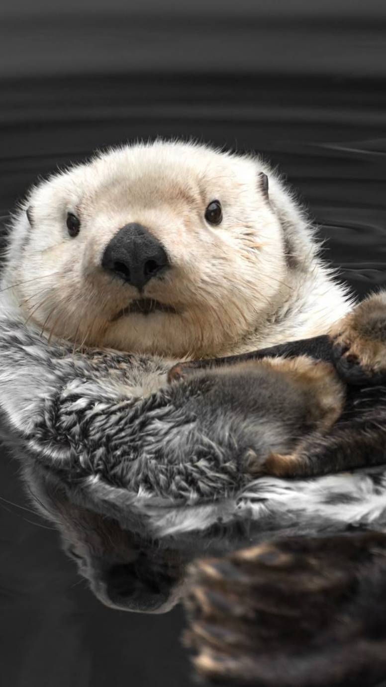 Kalan смотреть онлайн