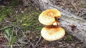 #Корсаков-#Озёрск,грибы шампиньоны#Сахалин