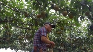 Как в Японии  выращивают самую ДОРОГУЮ ГРУШУ в мире.