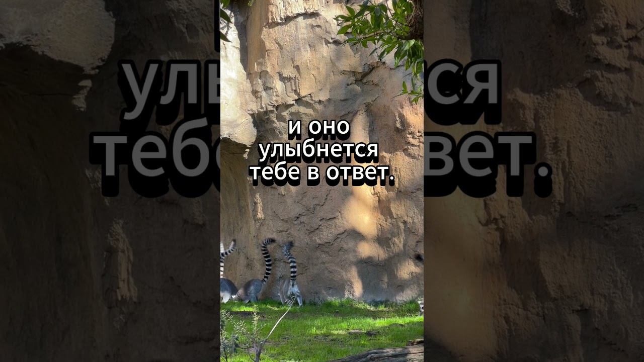 #shorts Улыбайся будущему смотреть онлайн