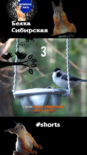 Гаичка и зяблик почему так их назвали