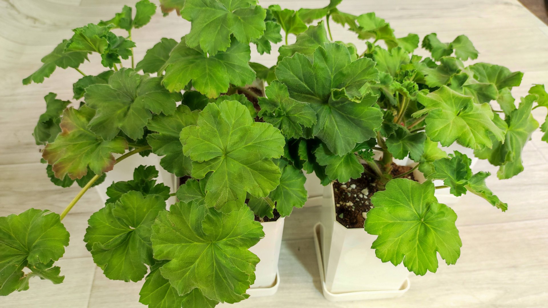 МАЛО КТО ЗНАЕТ что ЧЕРЕНКИ ГЕРАНИ ВЫРАЩИВАЮТ ТОЛЬКО ТАК! смотреть онлайн