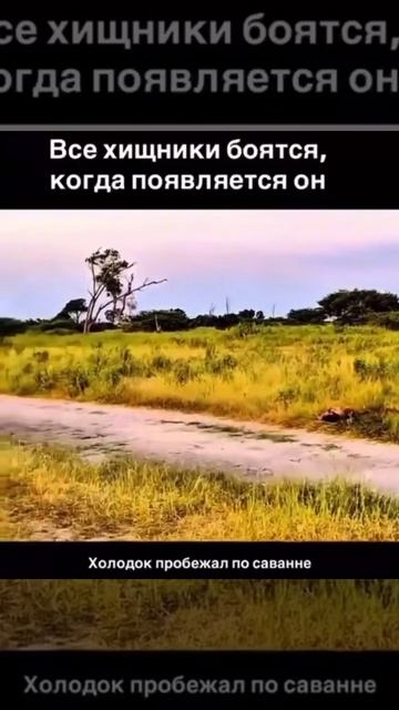 Царь зверей