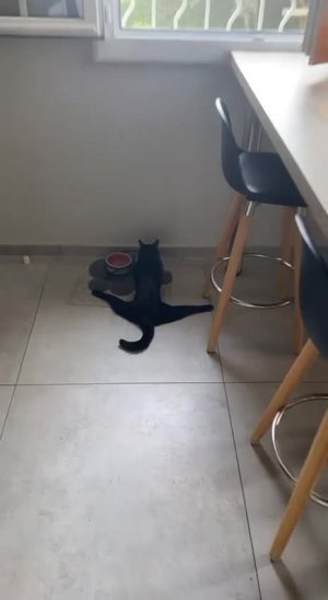 Балерина капучино 👌