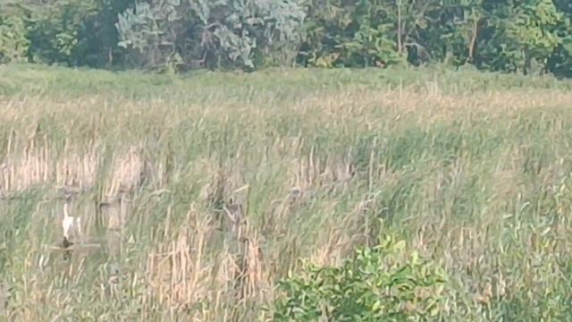 Новинка 2025.Айгор*ОНА*Приглашаю на природу. Ах лебеди. Куропаток первый раз вижу. Ночь 🌙Утро. смотреть онлайн