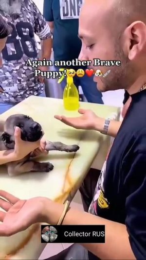 Реакция собак на уколы и врачей 😅