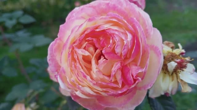 Заключительные аккорды цветения сада. Холодные ночи и заморозки смотреть онлайн