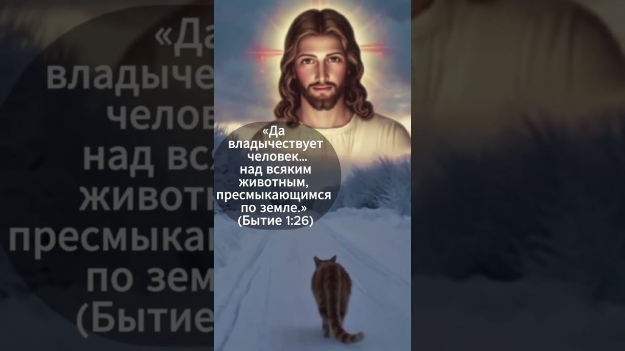 О преданности кота смотреть онлайн