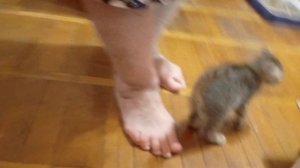 максимик-5, серия.