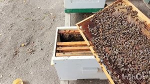 Останавливаю яйцекладку в отводках.