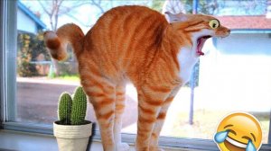 СМЕШНЫЕ КОТЫ И СОБАКИ | ЛУЧШИЕ ПРИКОЛЫ С КОТАМИ, КОШКИ, ЖИВОТНЫЕ