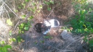 VID_20250926_115452.mp4