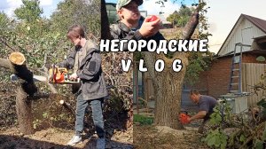 Семейный подряд: глаза боятся, а руки делают! Спилили и орех, и вишню. 21.09.25