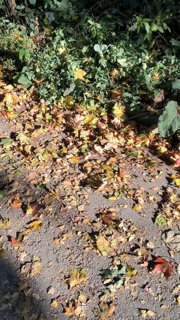 Осенние листья смотреть онлайн