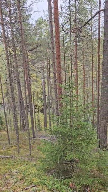 Карелия. Медвежьегорск. Karelia. Medvezhyegorsk смотреть онлайн