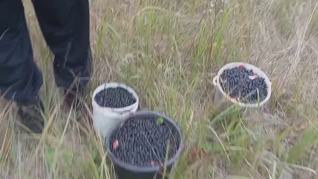 НАБРАЛИ 12 ЛИТРОВ ЧЕРНОПЛОДНОЙ РЯБИНЫ, БУДЕМ КРУТИТЬ КОМПОТЫ смотреть онлайн