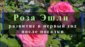 Роза Эшли развитие в первый год после посадки