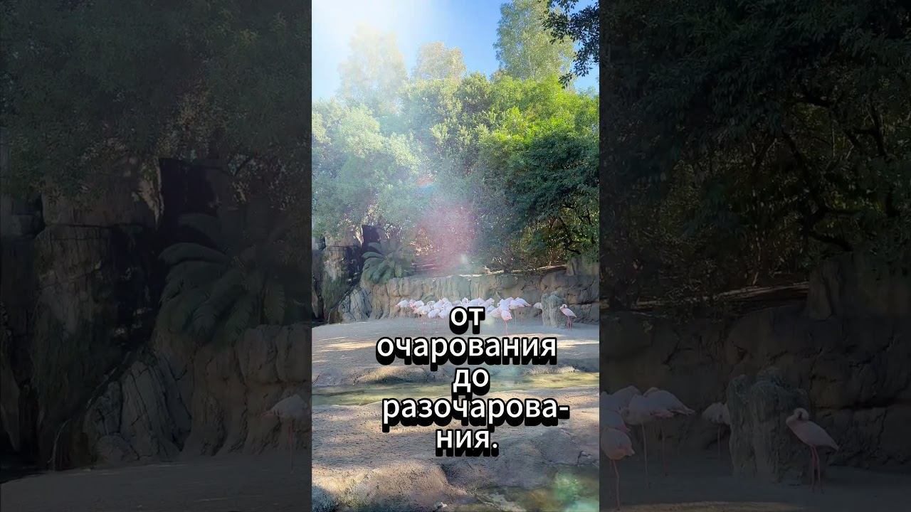 #shorts Говорят, что от любви смотреть онлайн