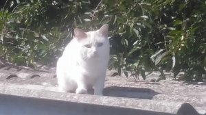 VID_20250926_132439.mp4