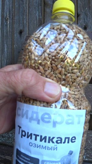 КРУПНАЯ ПШЕНИЦА для РЫБАЛКИ.