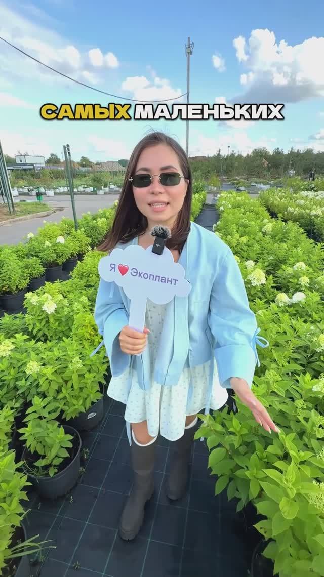 МИНИ-ГОРТЕНЗИИ - КРАСОТА НА МИЛЛИОН🌸✨ смотреть онлайн