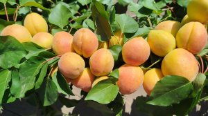 Абрикос Сирена, Ананасный, Шалах 2025