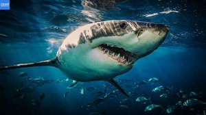 Большая белая акула – легендарная хищница и королева океанов!