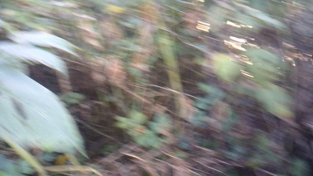 Наша заросшая малина