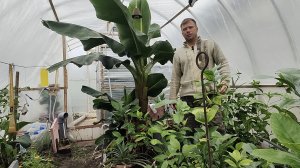 Моя теплица, огород, дом трансляция