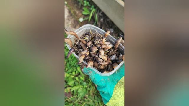 Сколько слизней живёт на моём участке? смотреть онлайн