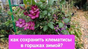 Клематисы в горшках. как сохранить зимой?
