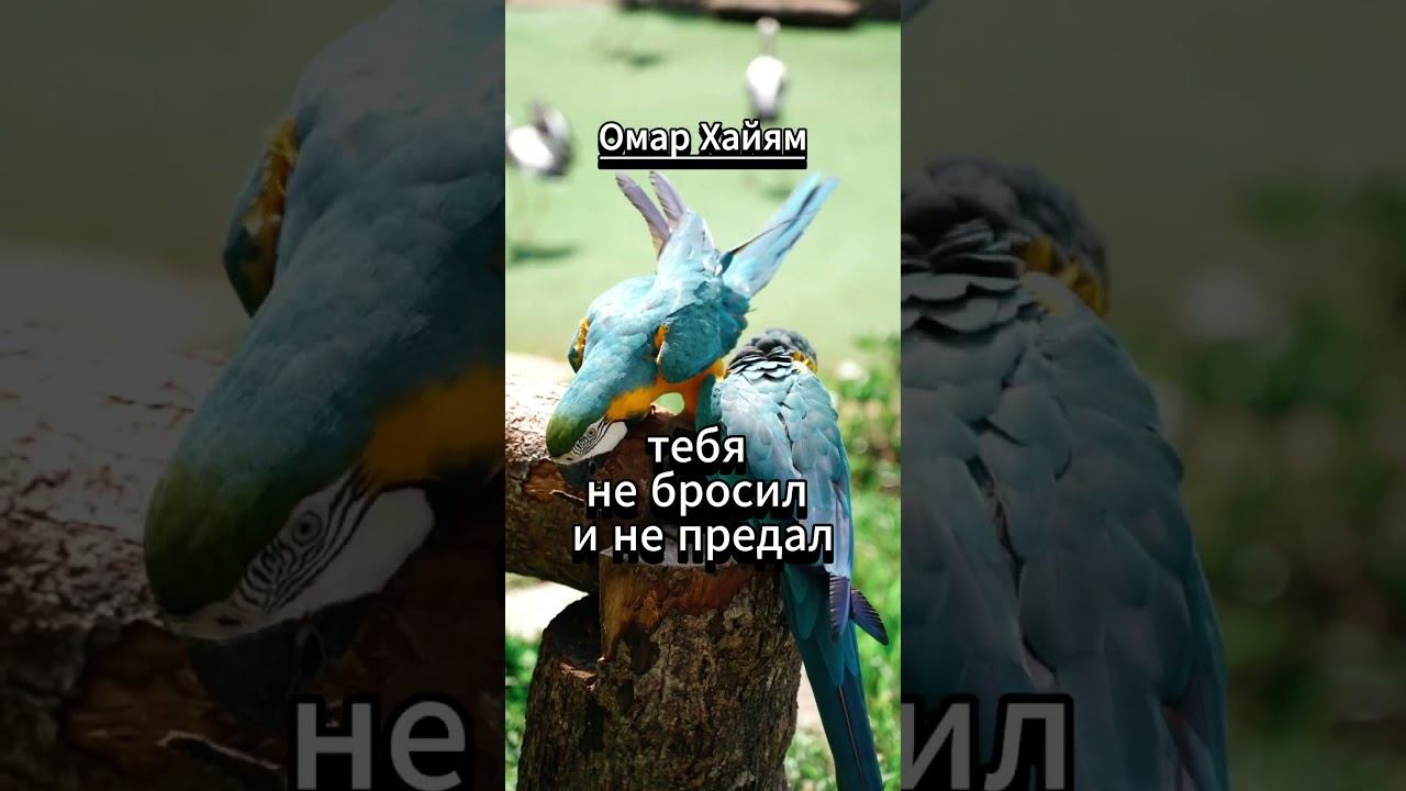 #shorts Друг для сердца смотреть онлайн