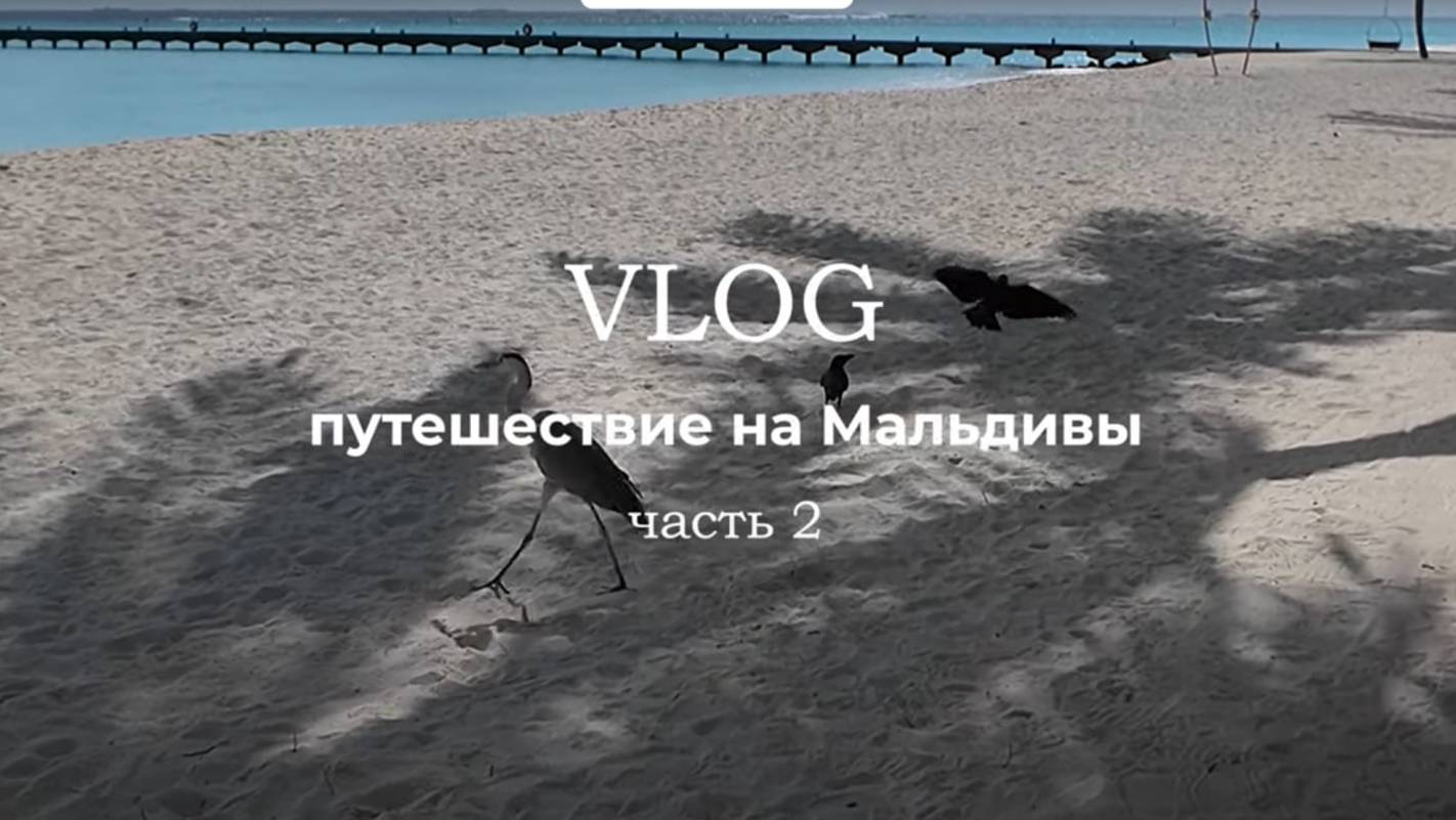 VLOG | Мальдивы 2 | Кормление акул | Ресторан на воде | Villa Park Maldives Resort 5*