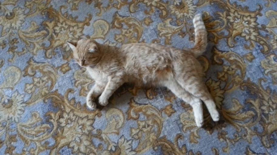 Сонный кот. Часть 2 смотреть онлайн