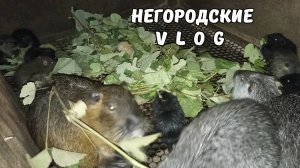 Виноградные лозы раздали НУТРИЯМ. Щенки и хозяйство. 22.09.25