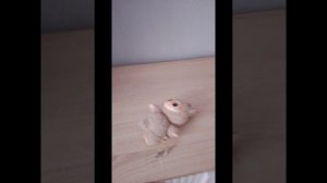 Маша и медведь 1 2 3 ёлочка гори серия 334