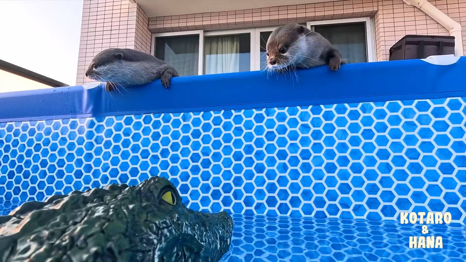 Забавная реакция выдр на радиоуправляемых крокодилов в их бассейне