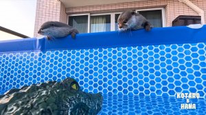 Забавная реакция выдр на радиоуправляемых крокодилов в их бассейне
