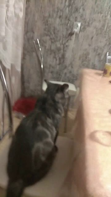 VID-20250924-WA0018.mp4 смотреть онлайн