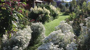 Сад в сентябре. Многолетники. Северо-Западный регион.