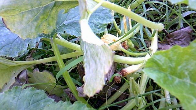 Обзор кабачков сорта "Грибовские"