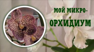Мой микроорхидиум 26-09-2025