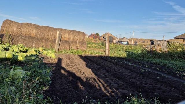 Какие большие грядки в этот год/ пол дня возили урожай/ хвалю Олега смотреть онлайн