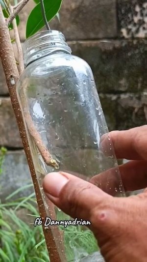 Укоренение  размножение кустов и деревьев