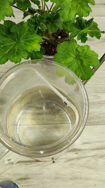 Мало кто знает этот секрет выращивания Герани, будет мощный куст за короткий срок! #герань смотреть онлайн