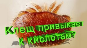 Почему средства от клещей перестали работать? Шокирующие данные науки