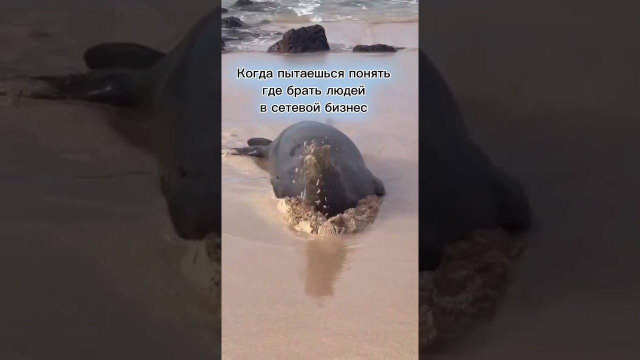 Где брать людей в сетевой? Где??? смотреть онлайн