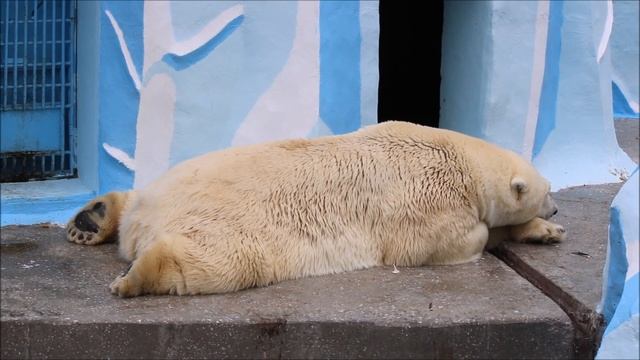 Кай выспался, но играть не желает. Погода плохая и нет настроения 24.09.2025 смотреть онлайн