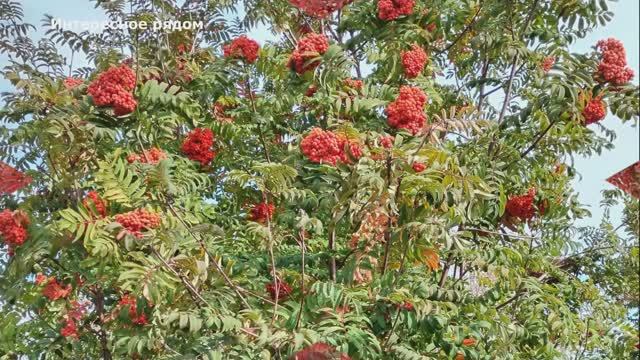 Осень красная рябина #краснаярябина #осень смотреть онлайн